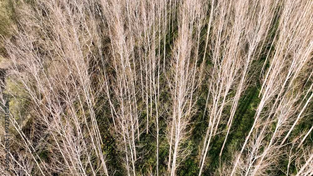 Aerial view of the Danube's floodplain. Flying above and near bare deciduous trees Aerial view of the Danube's floodplain. Flying above and near bare deciduous trees