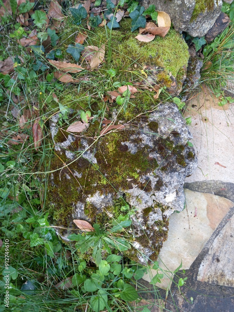 Obraz premium moss on the tree