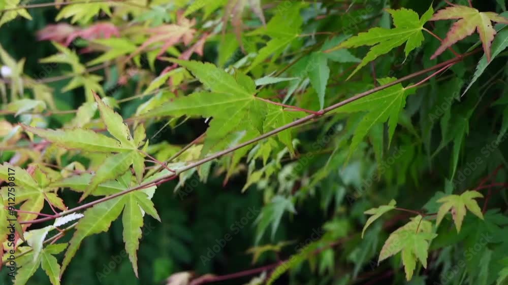 a green maple tree swaying in the wind a green maple tree swaying in the wind