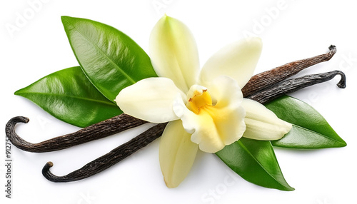 Vanilla pods, green leaves and flowers isolated on white background