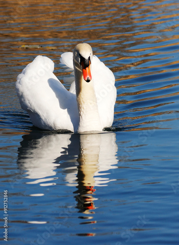 A Mute Swan (cygnus olor) in the Ziegeleipark, Heilbronn, Germany photo