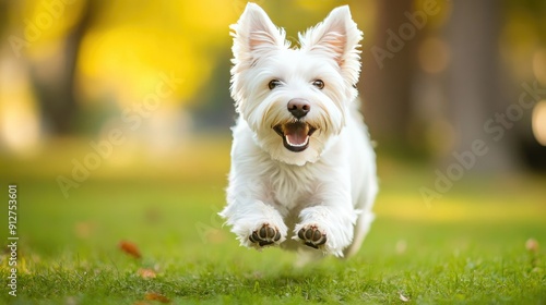 A White Dog Running Towards the Camera with a Big Smile photo