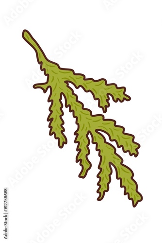 A branch of a fir tree is a illustration, hand-drawn with watercolor brushes, with outline on a white background. For postcards, greetings, stickers and others DIY.