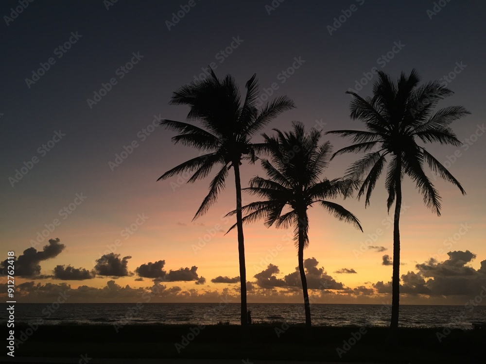 Palm Trees at Sunrise in Palm Beach Palm Trees at Sunrise in Palm Beach