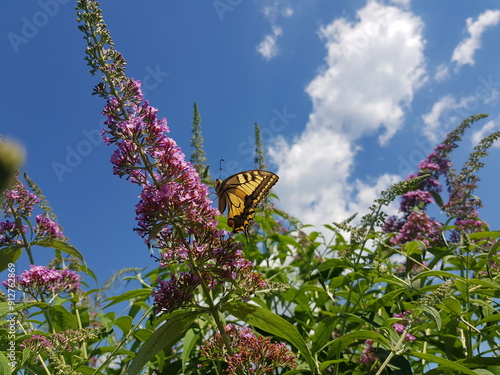 Schmetterling: Schwalbenschwanz auf einem Sommerflieder photo