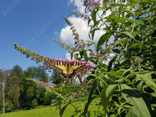 Schmetterling: Schwalbenschwanz auf einem Sommerflieder photo