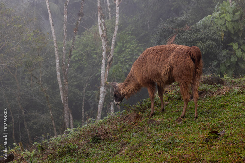 Lhamas soltas na natureza pastando  photo