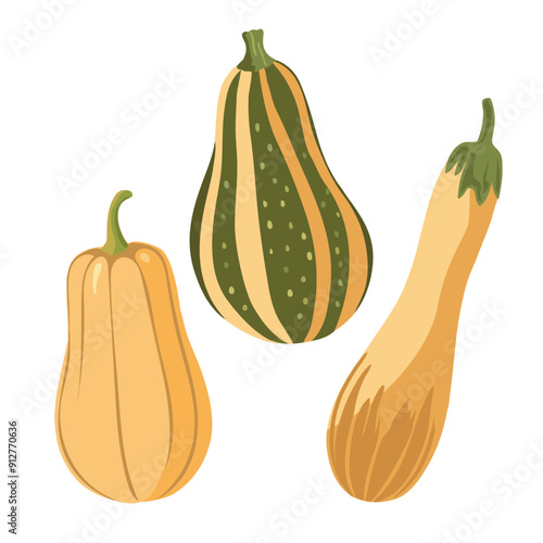 Vector illustration of a vegetable marrow, zucchini, squash. Zucchini isolated on white background. Vector illustration in cartoon style.
