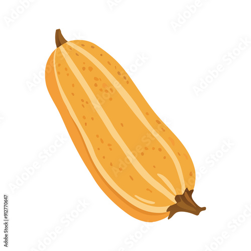 Vector illustration of a vegetable marrow, zucchini, squash. Zucchini isolated on white background. Vector illustration in cartoon style.