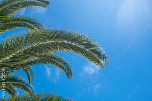 Wallpaper Mural Close up palm tree leaves on sky background Torontodigital.ca