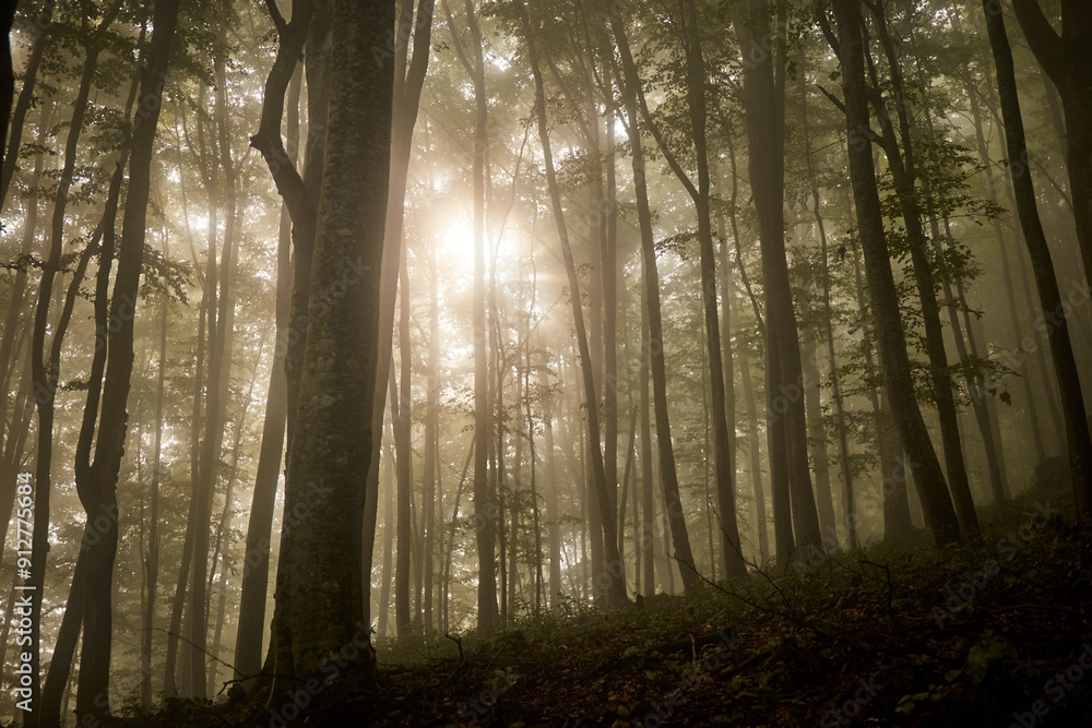 Fototapeta premium Morning Sunlight Filtering Through Tall Trees In A Foggy Forest. Borzhava range during summer. Carpathian mountains, Ukraine