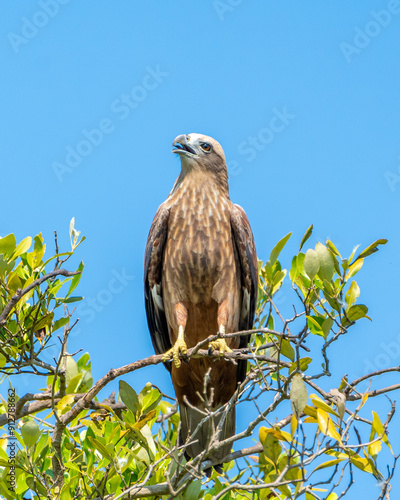 tailed hawk perched on branch