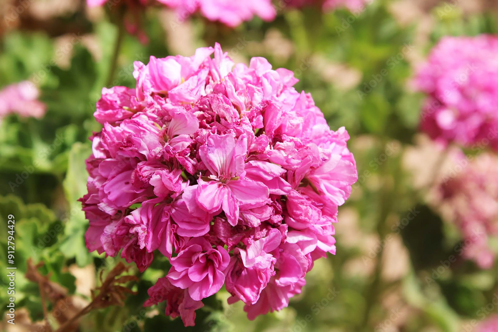 Pink flowers Pink flowers