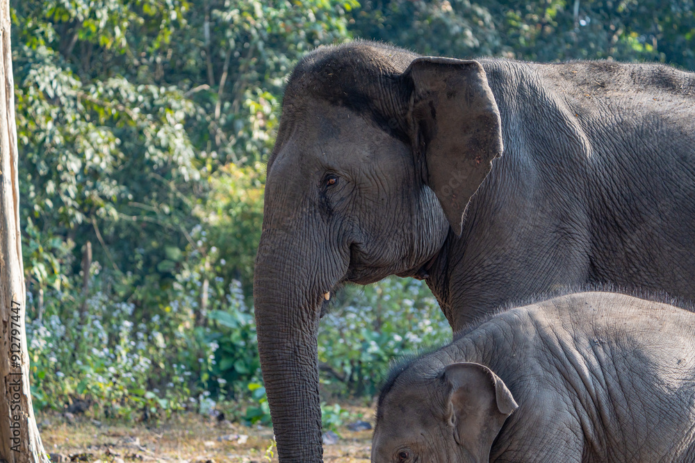 Fototapeta premium elephant