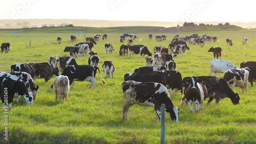 Wallpaper Mural Free range milk cows grazing on green farm pasture. Feeding of cattle on farmland grassland Torontodigital.ca