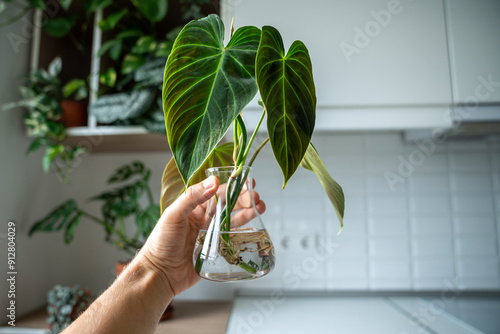 Person holding glass vase with sprouts of Philodendron melanochrysum cuttings with roots, home interior with houseplants on background. Simple propagation plants by stems in water. Indoor gardening