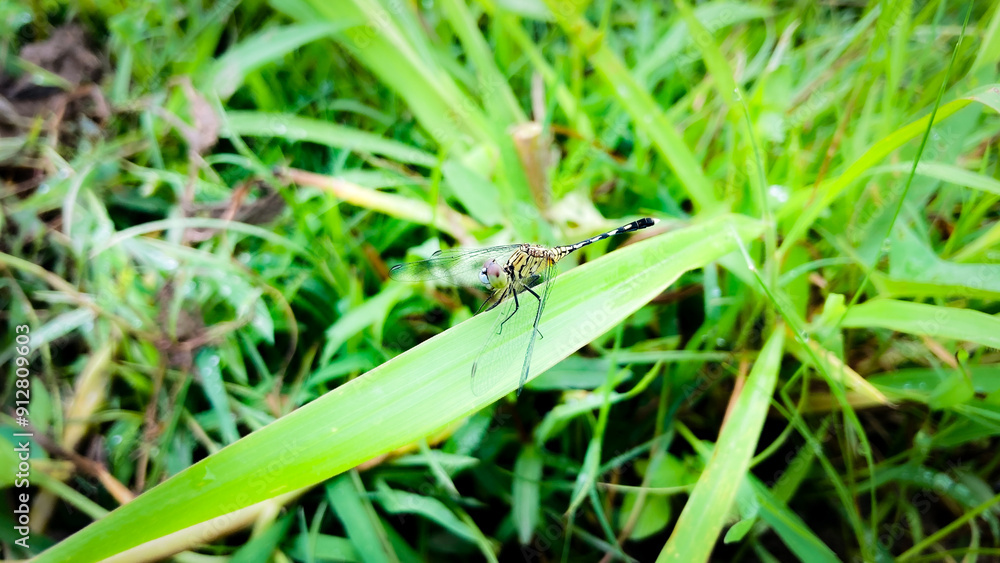 dew on grass dew on grass