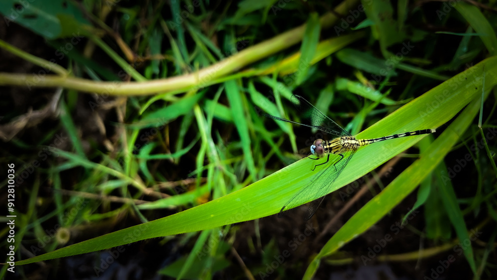 dragonfly on the grass dragonfly on the grass