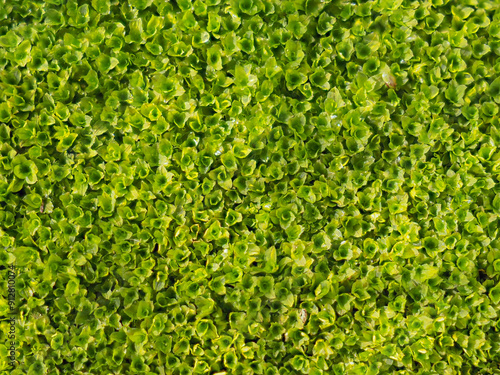 Moss during the rainy season