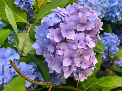 Beautiful blooming purple hydrangea flowers close up