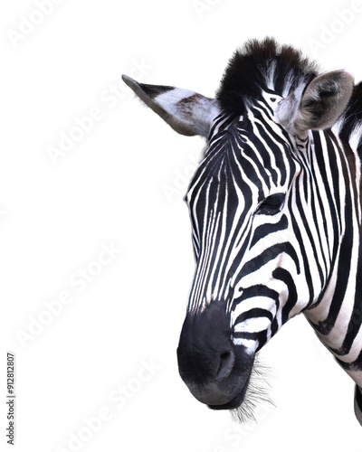 Zebra freigestellt