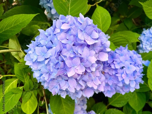 Beautiful blooming purple hydrangea flowers 