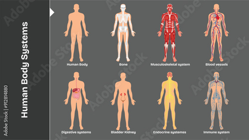 Human body internal organs circulatory nervous and skeletal systems anatomy and physiology flat educative vector illustration