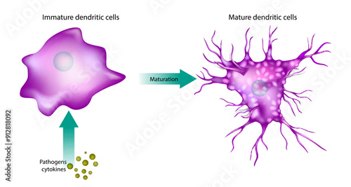 Maturation Dendritic Cells. Immature and Mature dendritic cells. Pathogens cytokines