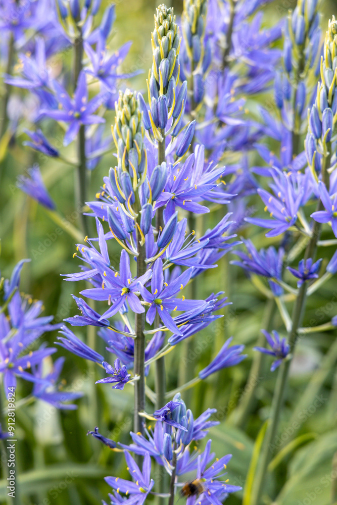 Obraz premium Camassia leichtlinii Caerulea flower in a garden
