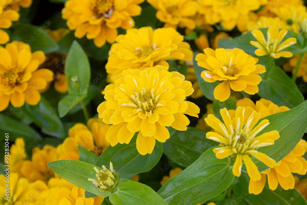 Fototapeta premium Close-up of Zinnia elegans flowers blooming in the field