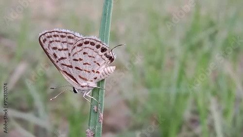 tarucus nara or the striped Pierrot on the grass in the garden.tarucus nara body pattern photo