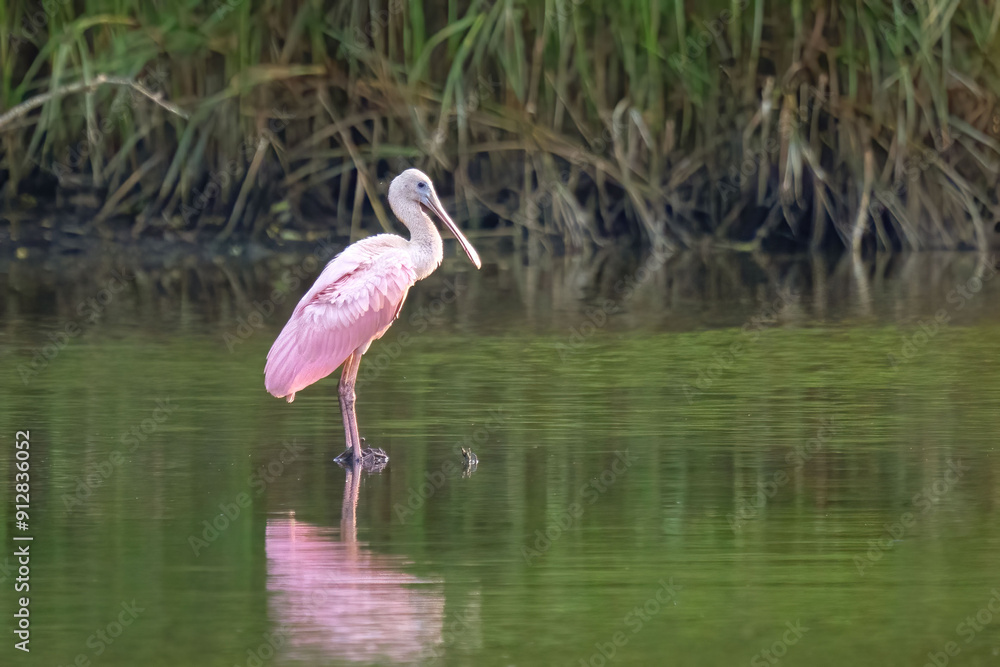 Roseate Spoonbill Roseate Spoonbill