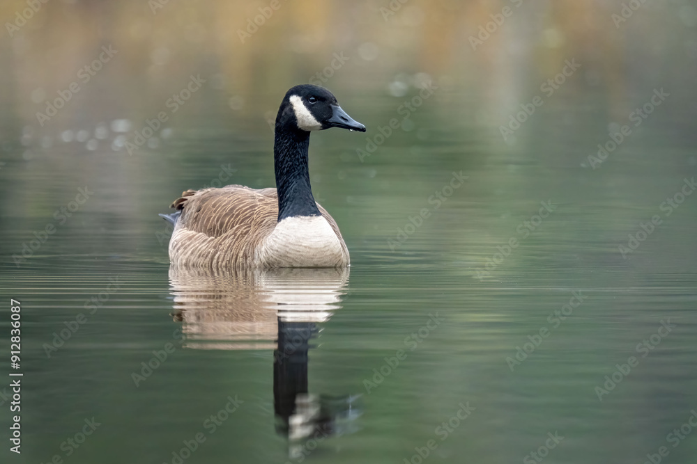 Obraz premium Peaceful Canada Goose