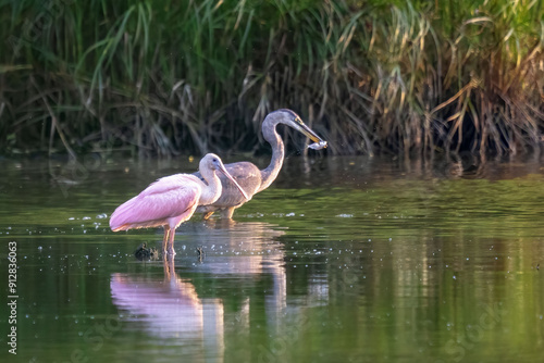 Roseate Spoonbill and Great Blue Heron