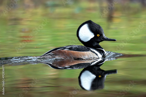 Hooded Merganser male
