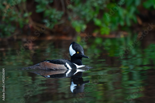 Male Hooded Merganser