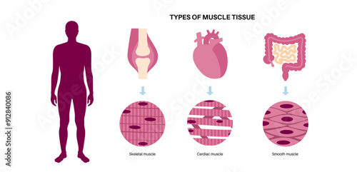 Human muscle tissues