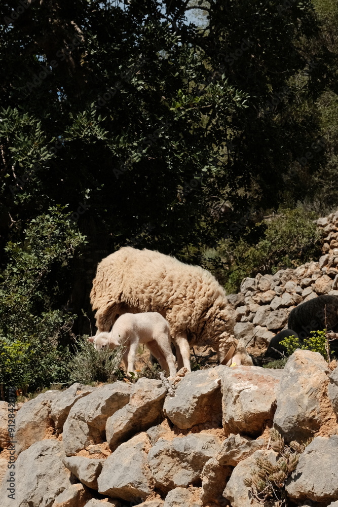 Fototapeta premium Mallorca Hike