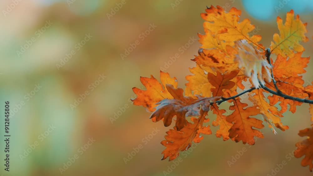 Yellow and Colorful Autumn Leaves Swaying in the Wind Yellow and Colorful Autumn Leaves Swaying in the Wind