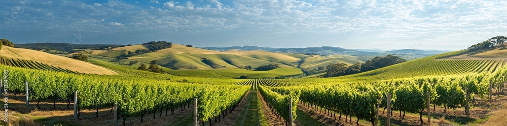 Harvest Bliss: A Panoramic Vineyard View Harvest Bliss: A Panoramic Vineyard View