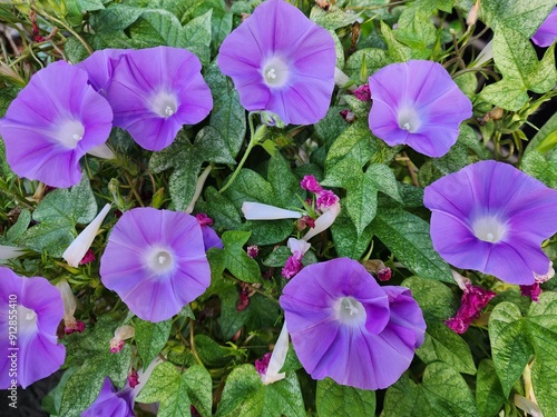 Ipomoea purpurea is a climbing vine with heart-shaped leaves. The flowers come in a variety of colors including white, pink, purple and blue petals. The seeds are used as a laxative.