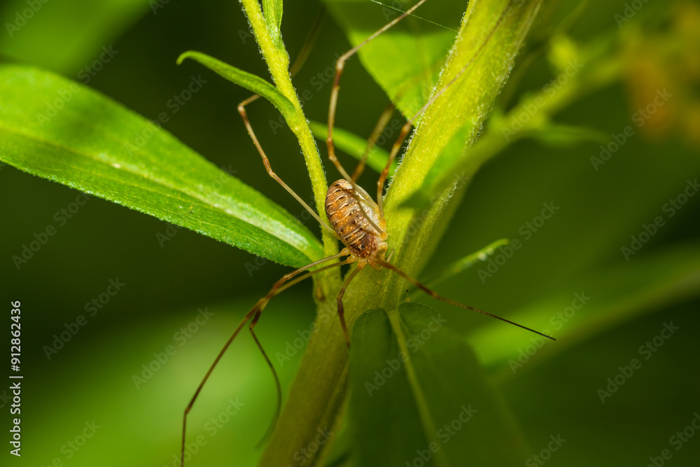 spider on leaf spider on leaf