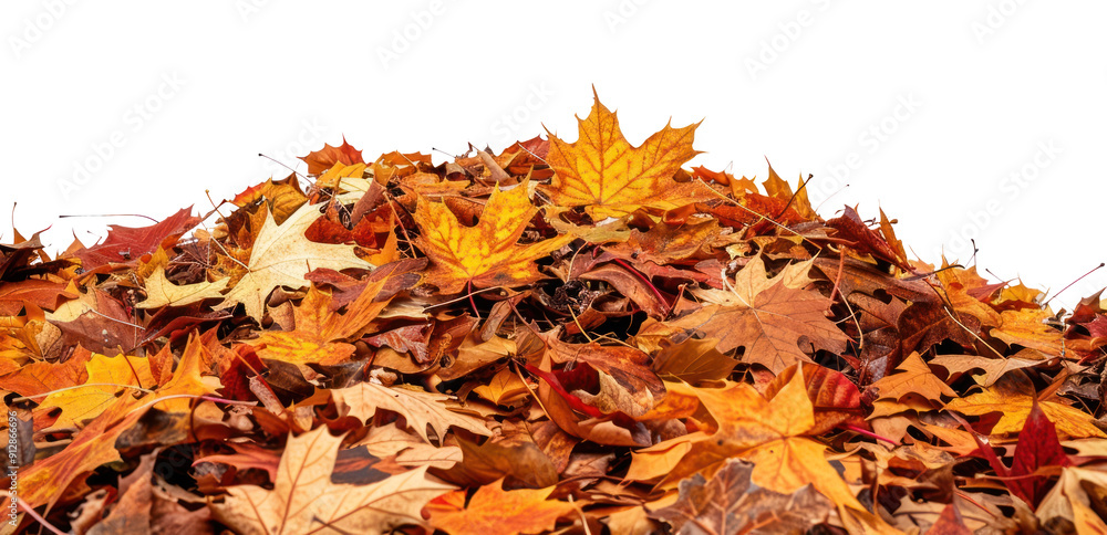 Naklejka premium PNG Autumn leaves on white background