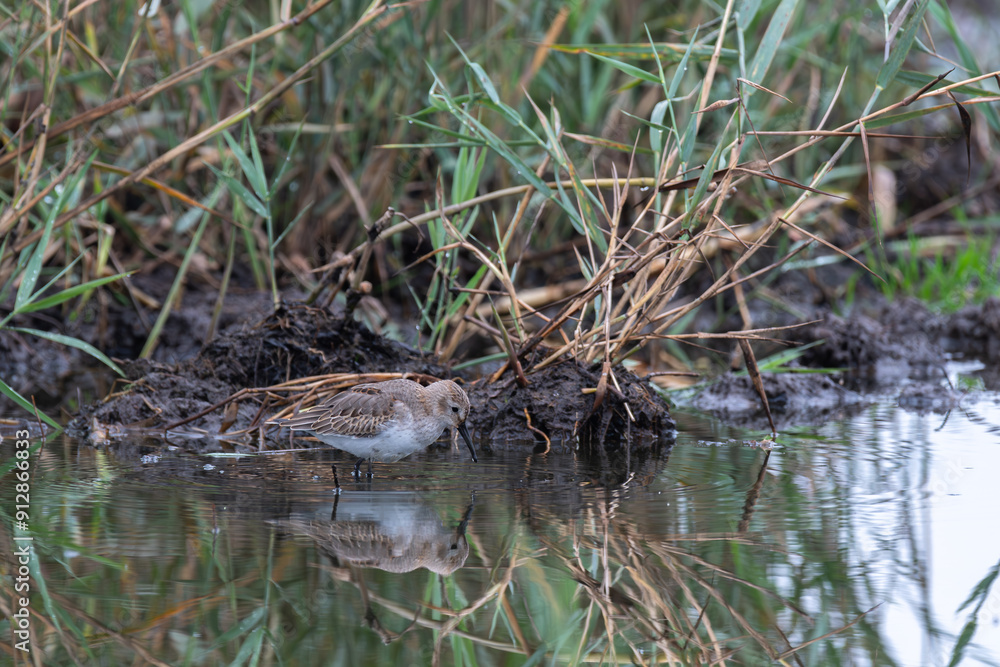 Wasserläufer auf Nahrungssuche Wasserläufer auf Nahrungssuche