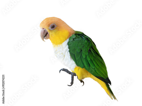 parrots Pionites leucogaster isolated on white background