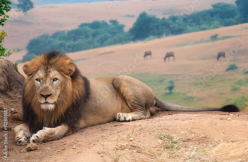 Indian lion sitting at the Bannerghatta forest reserve at Bangalore, India photo