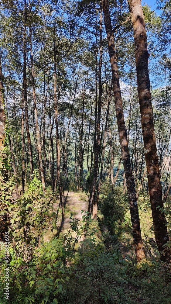 A winding steep hiking trail leading through the forest in Nepal