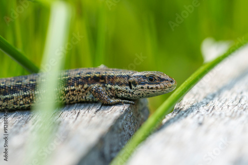 Waldeidechse, Zootoca vivipara, Lacerta vivipara, Bergeidechse, Mooreidechse photo