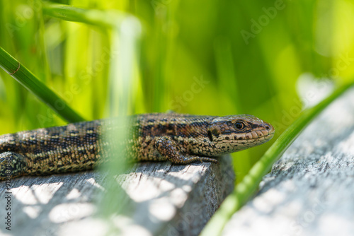 Waldeidechse, Zootoca vivipara, Lacerta vivipara, Bergeidechse, Mooreidechse photo