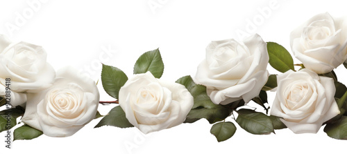 Fototapeta Naklejka Na Ścianę i Meble -  PNG White rose border flower blossom plant.